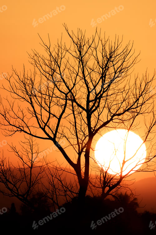 Preview: Old dead Tree Isolated on colorful dramatic sky with cloud at sunset