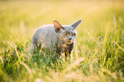 Preview: Funny Sly Young Gray Devon Rex Kitten Sitting In Green Grass. Short-haired Cat Of English Breed