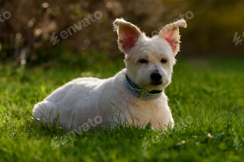 Preview: Cute white dog playing in the grass