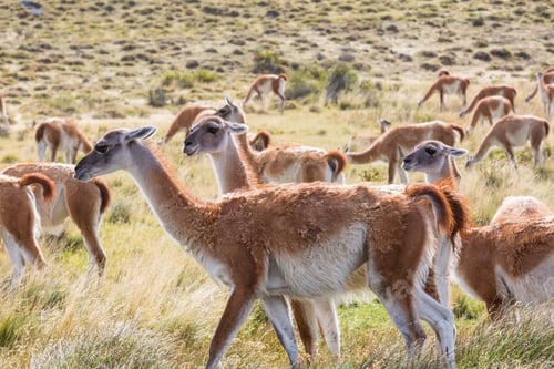 Preview: Guanaco