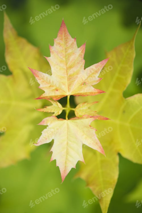 Preview: Maple leaves on tree branch background