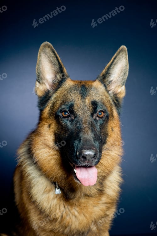 Preview: German shepherd
