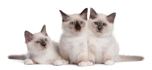 Preview: Birman Kittens, 2 months old, in front of white background