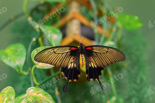 Preview: Tropical butterfly Sailfish Memnon black, yellow color red spots, habitat India, Thailand, Australia