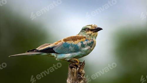 Preview: Distinct, high-definition close-up of a European Roller