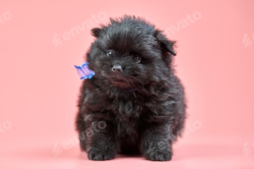 Preview: Pomeranian Spitz puppy on pink background