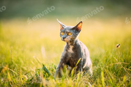 Preview: Funny Young Gray Devon Rex Kitten Resting In Green Grass. Short-haired Cat Of English Breed