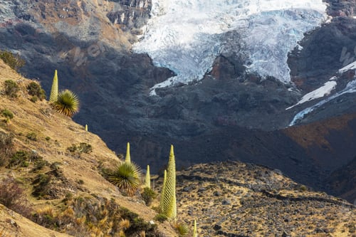 Puya
