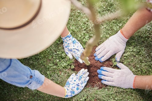 Preview: Couple planting the young tree