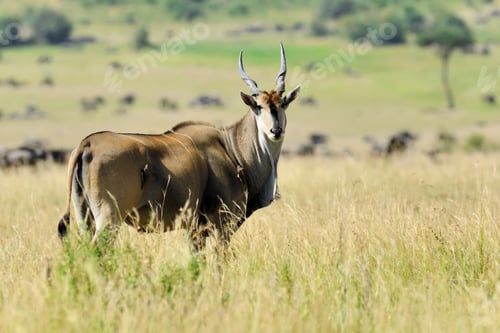 Preview: Greater kudu (Tragelaphus strepsiceros)