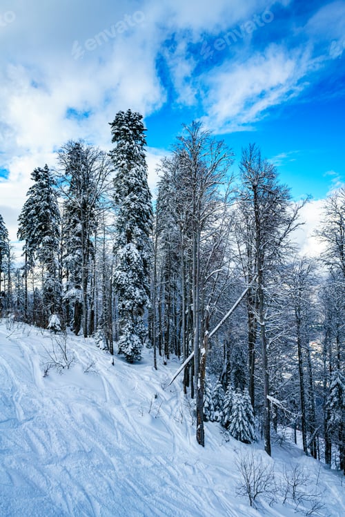 Preview: winter panorama of mountain forest with snow covered fir trees