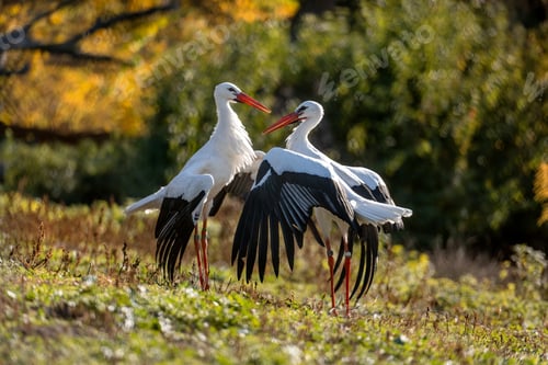 Preview: Two White Storks Are Conflicting