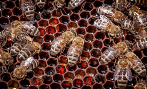 Preview: Honey Bees working on honeycomb close-up shot.