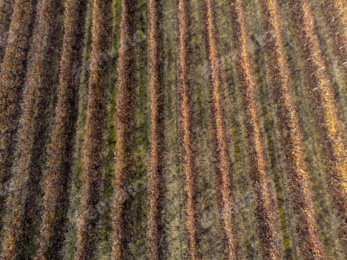 Preview: Aerial view of vineyard rows showing an autumn pattern with colorful fall foliage