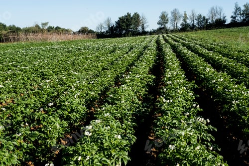 Preview: View along rows of vegetables on a farm.