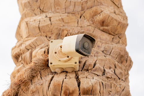 Preview: Photo from Hurghada in Egypt showing security camera on palm