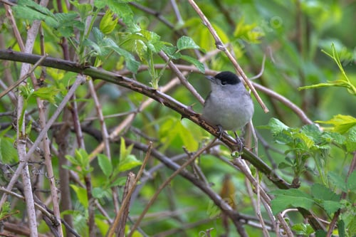 Preview: Perching male Eurasian blackcap or Sylvia atricapilla