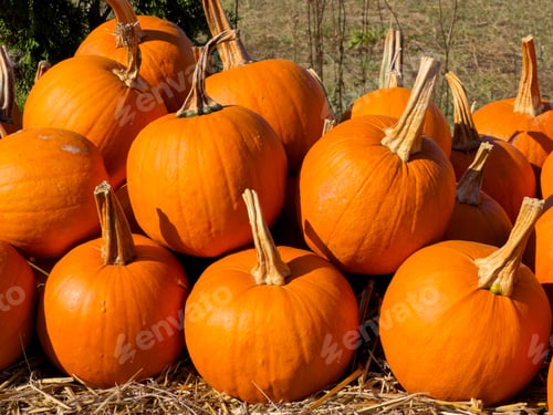 Preview: pumpkin patch at farm