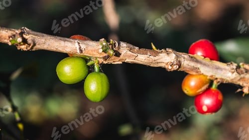 Preview: Detailed closeup of vibrant coffee berries flourishing in a lush garden setting.