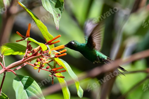 Preview: Small Cuban emerald (Riccordia ricordii) bird in its natural habitat
