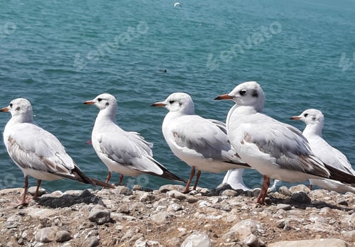 Preview: Group of seagulls perched on a rocky surface near the sea