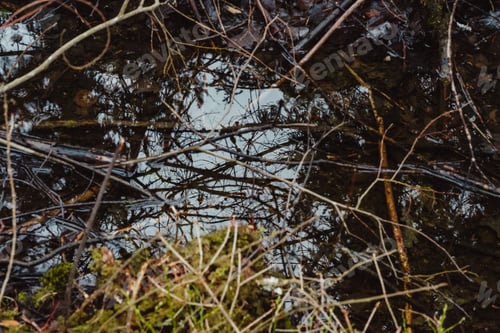 Preview: Reflections of trees in puddle