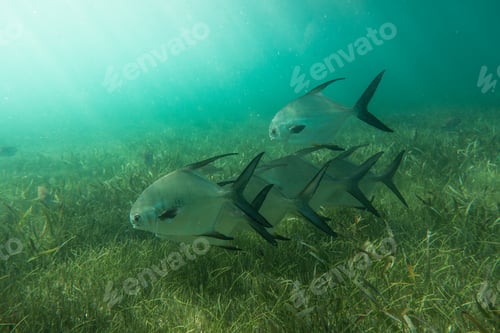 Preview: Underwater view with school fish in ocean. Sea life in transparent water