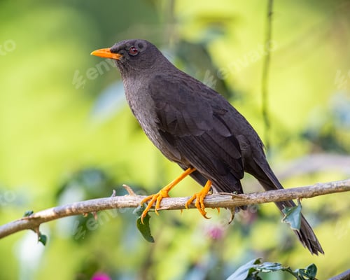 Preview: Portrait of a bird perched on a thorny branch in a garden. Species Great Thrush, Turdus fuscater