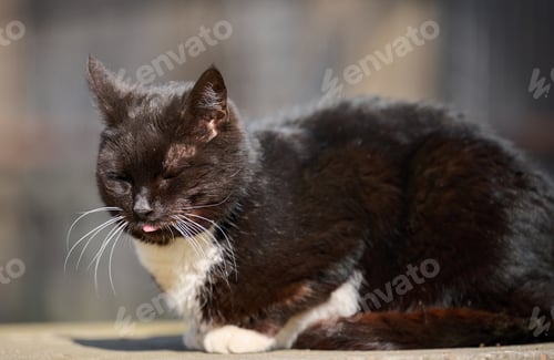 Preview: Adult black cat sleeps on a spring day