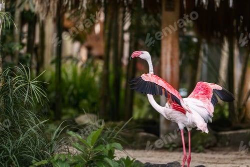 Preview: Pink flamingo in tropical greenery