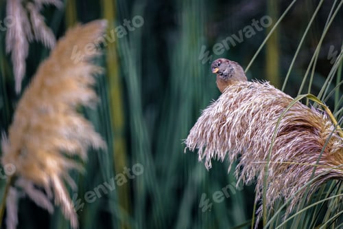 Preview: Bird perched on pampas grass