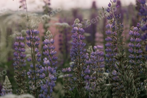 Preview: Lupine flowers in a foggy field during sunset in the Moscow region