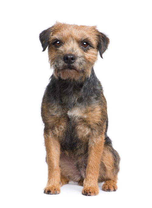 Preview: Border terrier