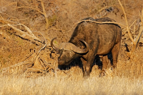 Preview: African buffalo in natural habitat