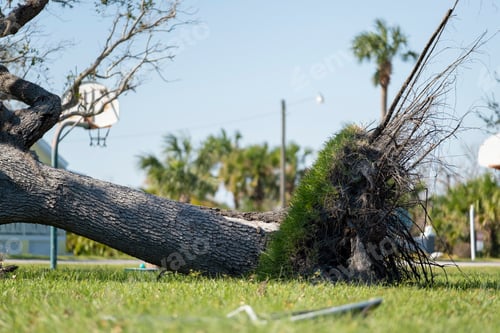 Preview: Uprooted tree after hurricane on Florida home front yard. Aftermath of natural disaster concept