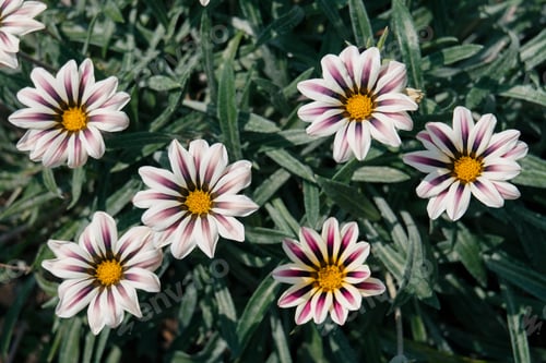Preview: flower