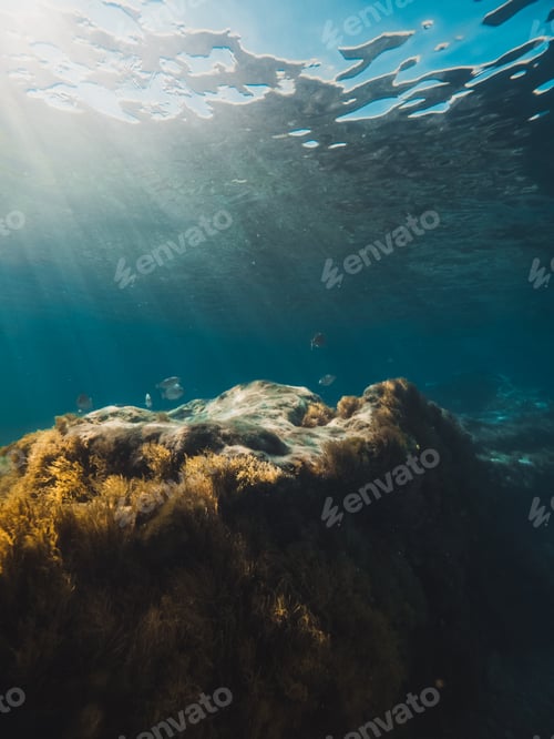 Preview: fish swim among the rocks under the ocean