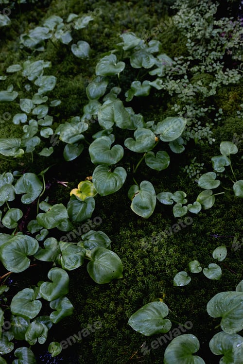 Preview: varied beautiful forest vegetation in daylight