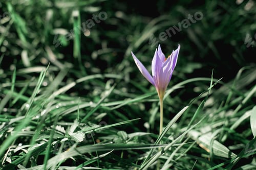 Preview: crocus vernus in a park. autumn flowers.