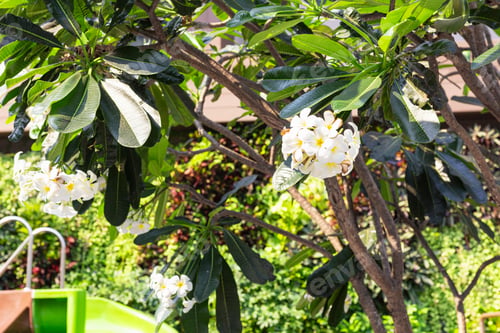 Preview: part of water slide by pool inside luxuriou garden with frangipani flowers.beautiful tropical garden