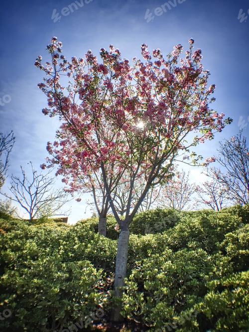 Preview: Cherry trees in Balboa Park, San Diego California.