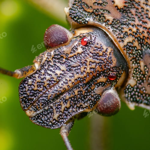 Preview: Macro of Shield Bug's Texture and Eyes