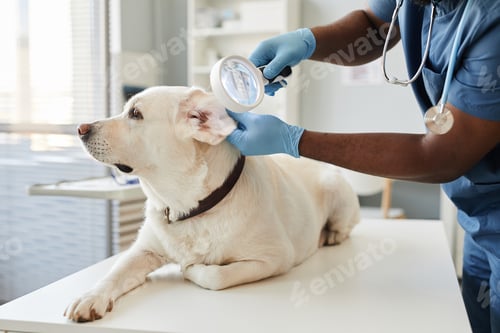 Preview: Gloved hands of veterinarian with magnifying glass examining ears of dog