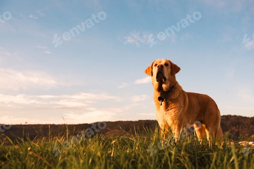 Preview: Dog between field and blue sky