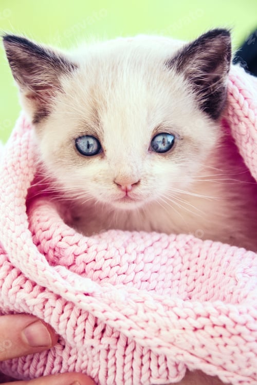 Preview: Little and cute cat