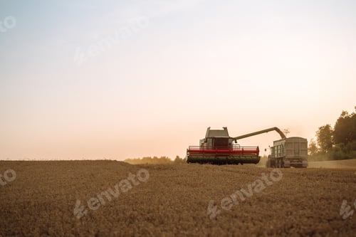 Preview: Modern industrial combine harvester harvests wheat cereals on a summer day. Rich harvest concept.