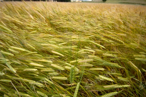 Preview: Farming. Wheat field in summer.