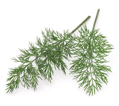 Preview: Close up shot of branch of fresh green dill herb leaves isolated on white background