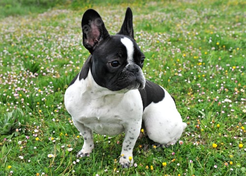 Preview: french bouledogue