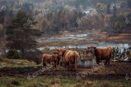 Preview: Highland cattle grazing in a serene, autumnal landscape. Drangedal, Norway